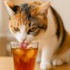 猫　麦茶　飲んだ